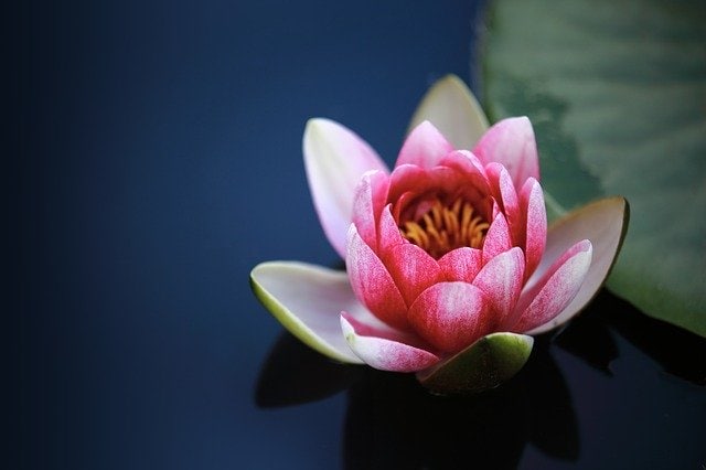kwiat-lotosu